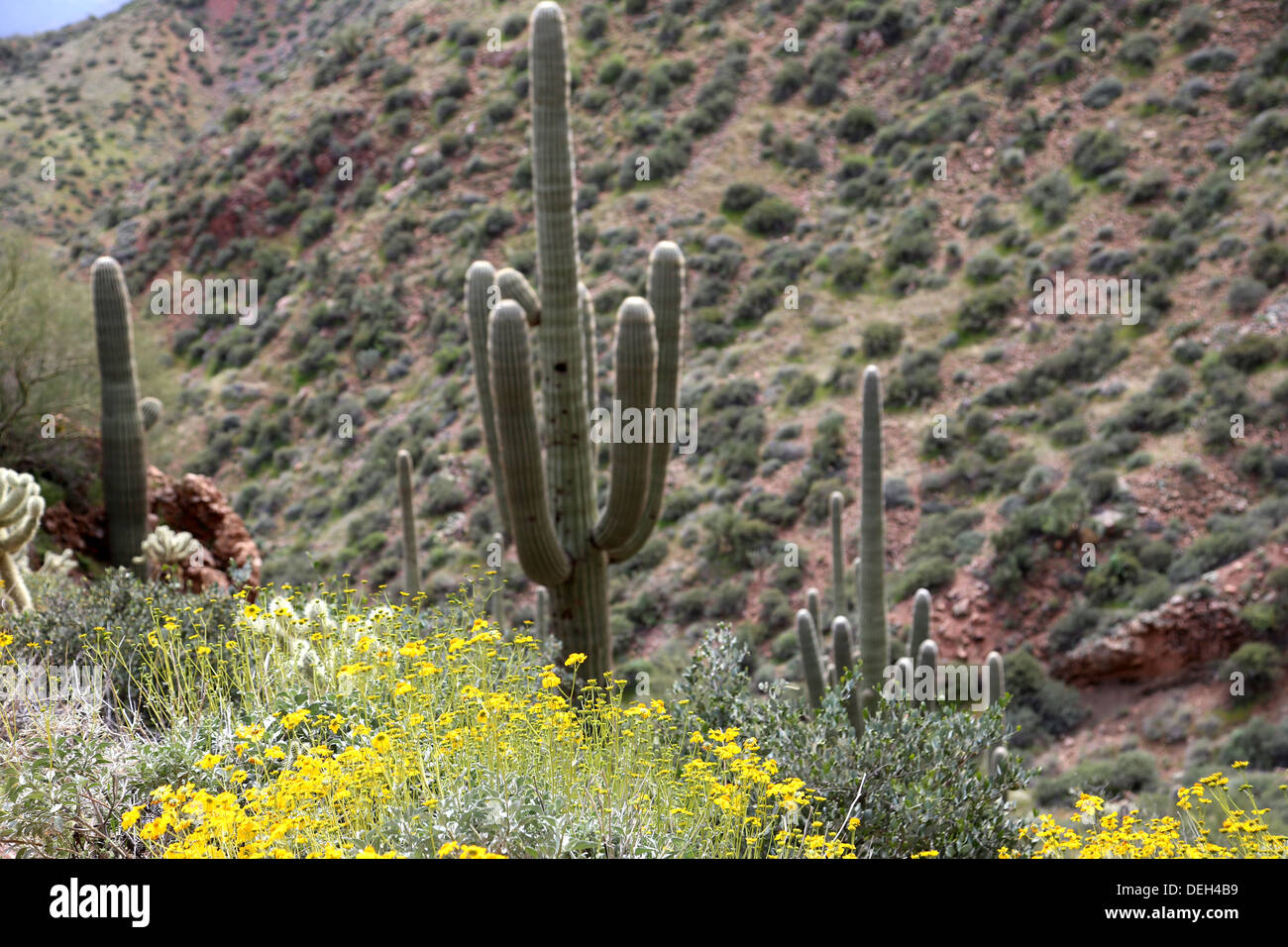 Scenic Tonto National Monument Banque D'Images