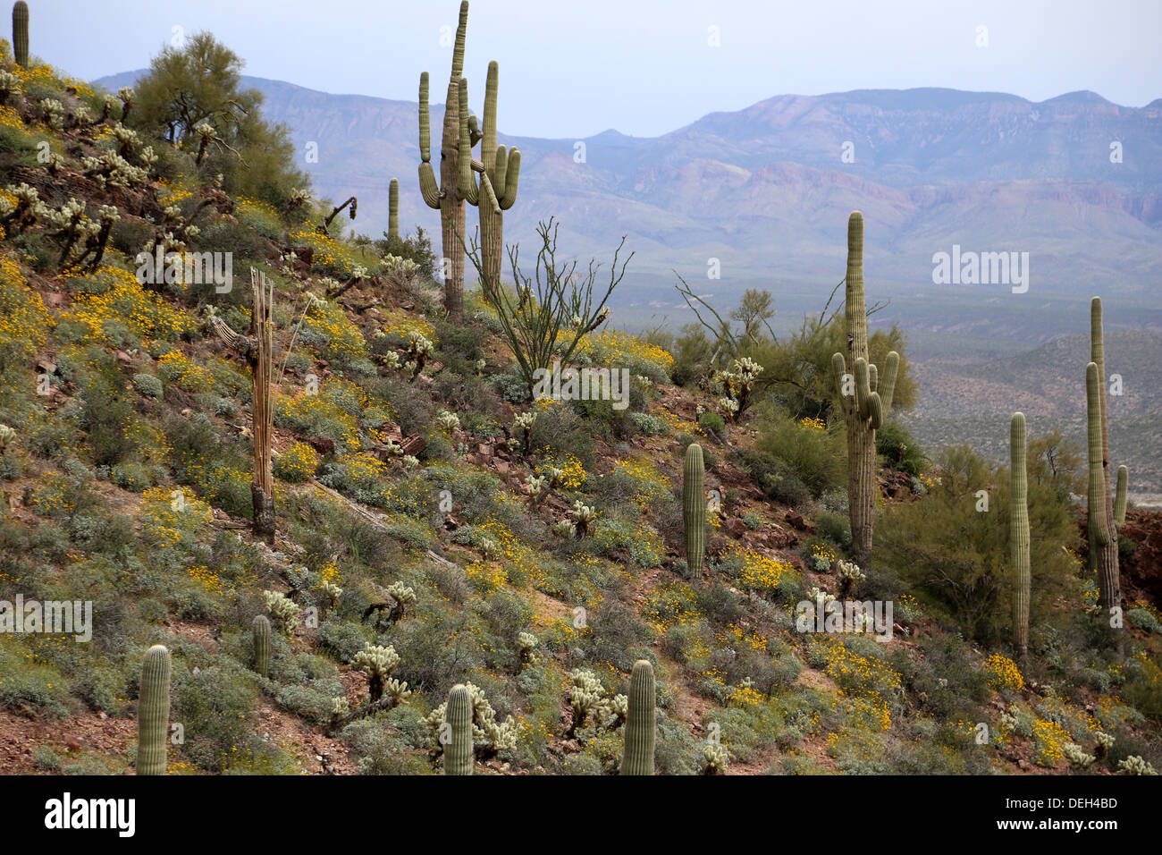 Scenic Tonto National Monument Banque D'Images