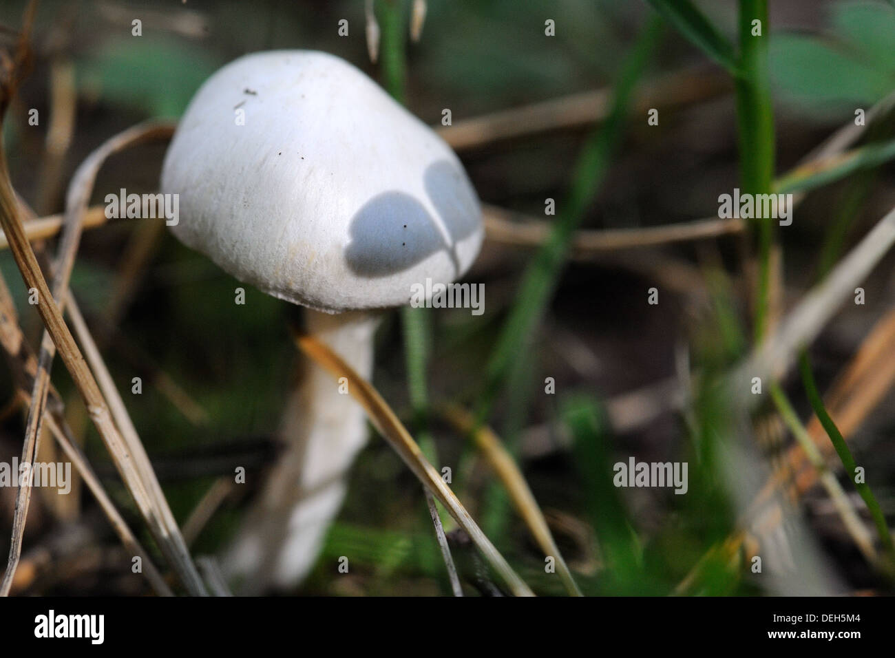 Petit uneatable la culture des champignons dans la forêt Banque D'Images