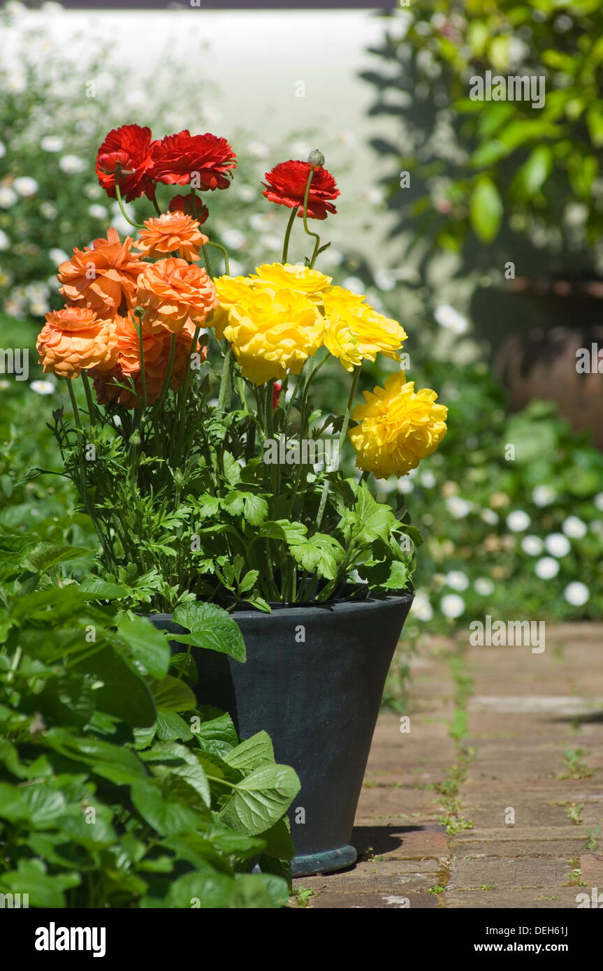Portrait close-up de rouge, jaune et orange Ranunculus fleurs dans un pot vert sur une brique Chemin de jardin. Banque D'Images