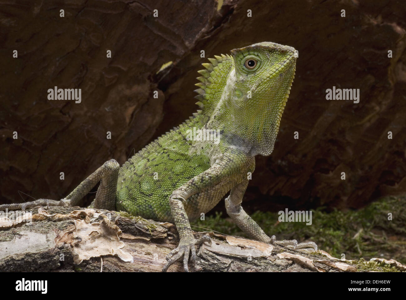 Javan, gonocephalus chamaeleontinus c. lizard Banque D'Images