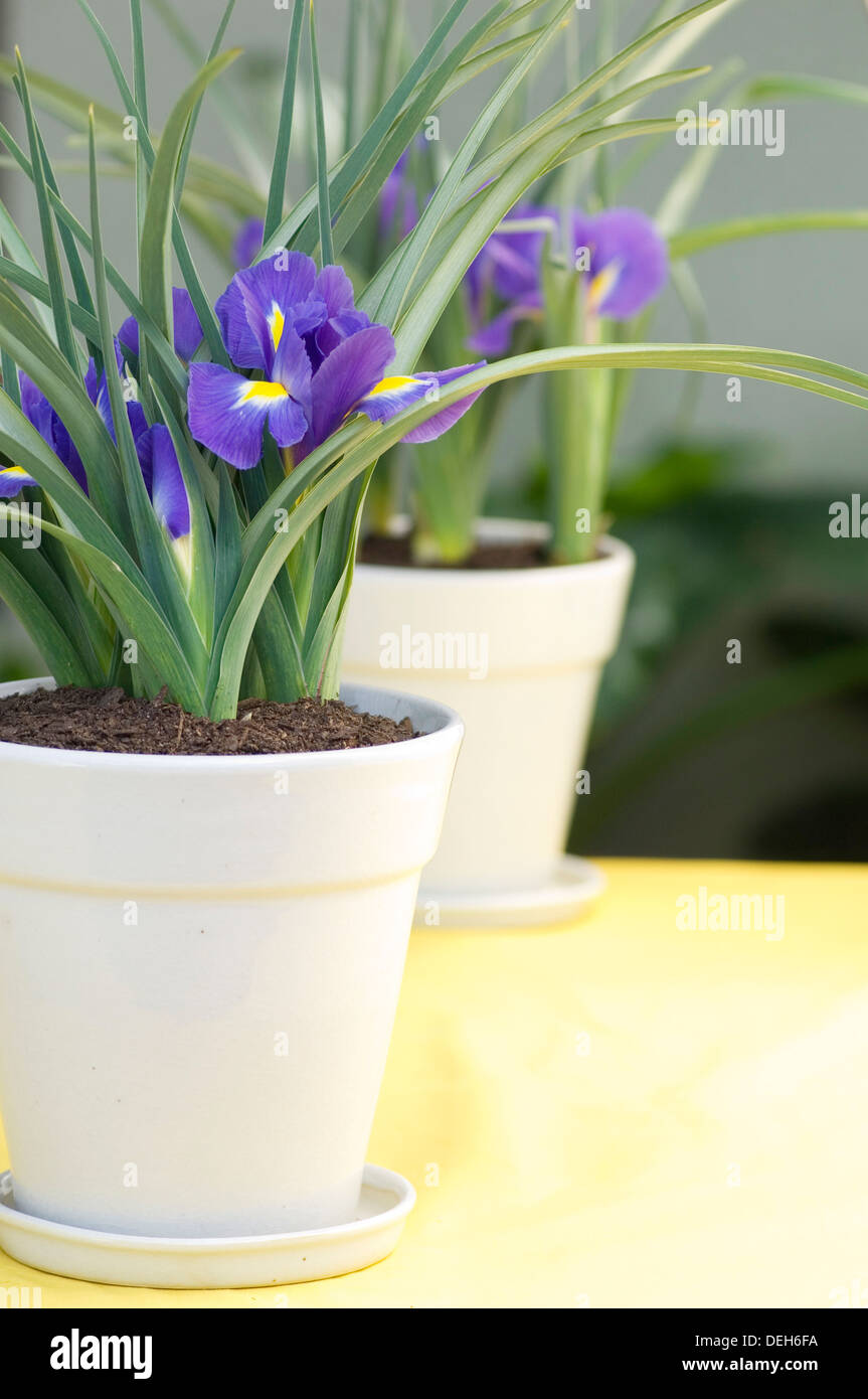 Portrait close-up shot of purple Dutch iris fleurs en pots blanc sur une table jaune. Banque D'Images