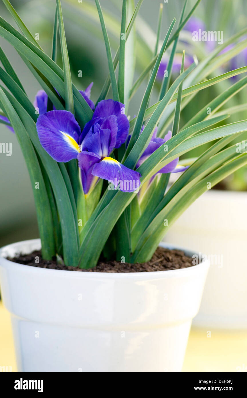 Portrait close-up shot of purple Dutch iris fleurs en pots blanc sur une table jaune. Banque D'Images