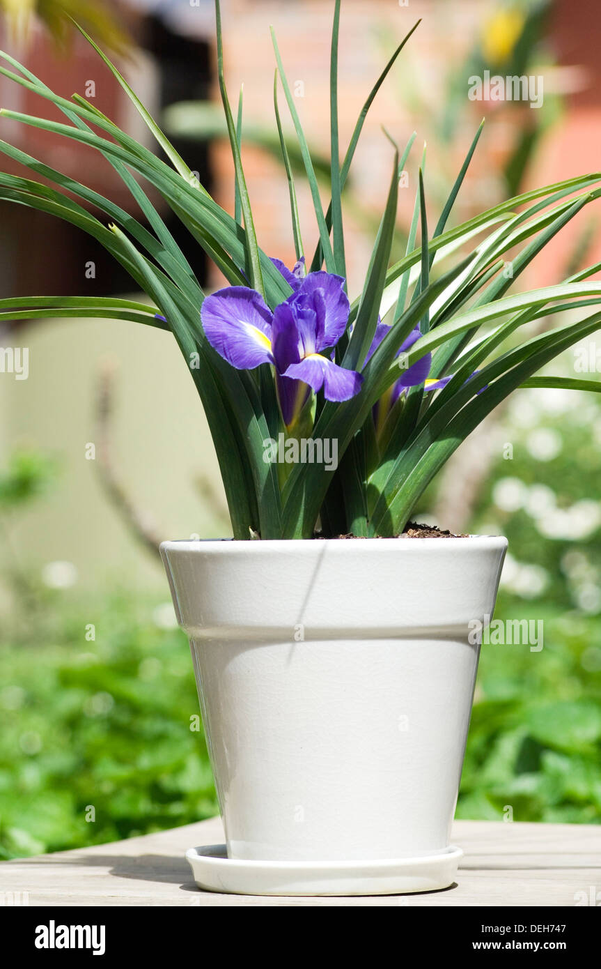 Portrait close-up shot of purple Dutch iris fleurs dans un pot blanc sur un tableau blanc en plein air. Banque D'Images