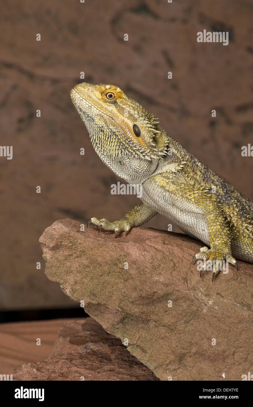 Le centre de dragon barbu, Pogona vitticeps Banque D'Images