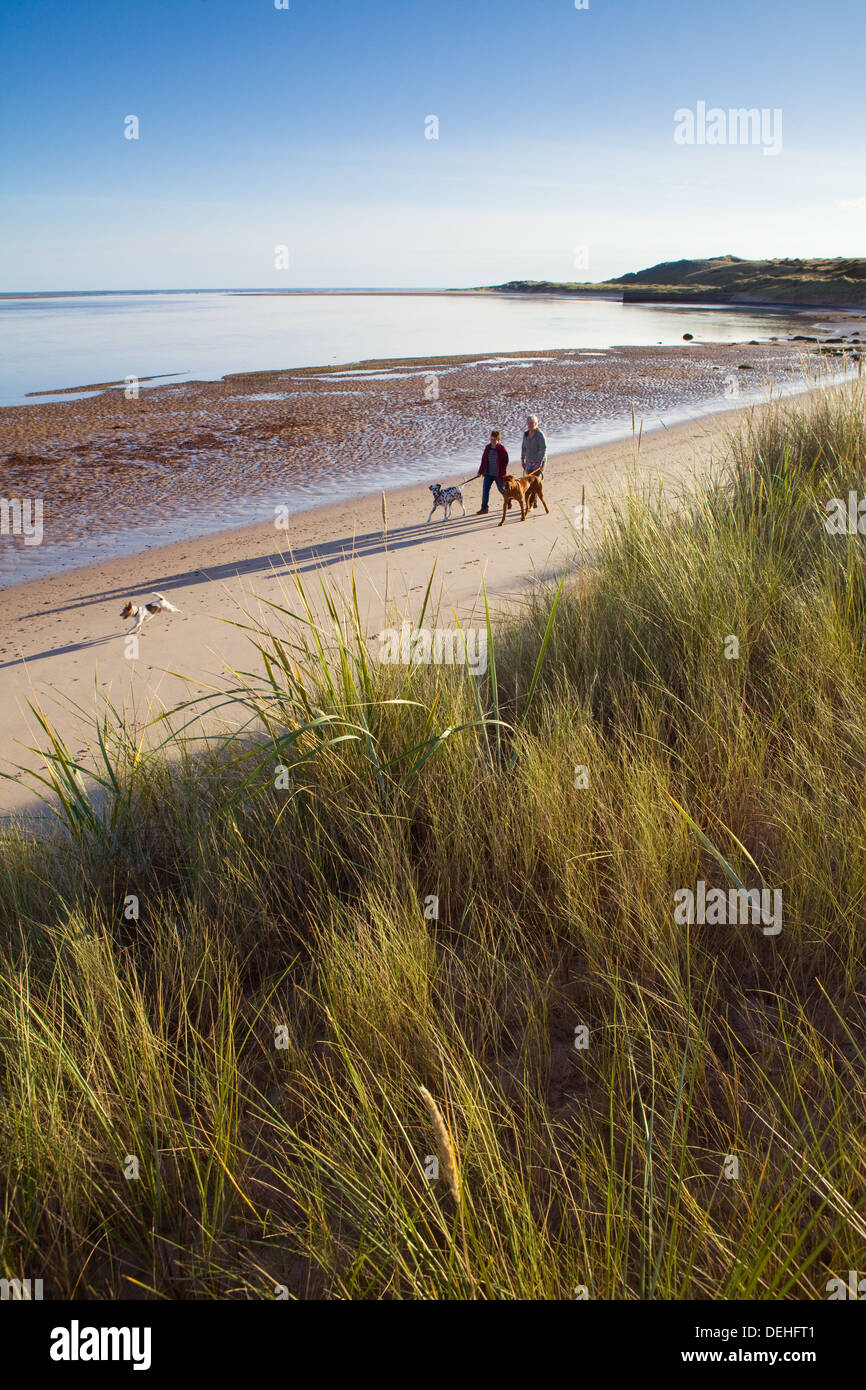 Les promeneurs et leurs chiens sur une promenade tôt le matin à Budle Bay sur la côte de Northumberland près de Lunteren. Banque D'Images