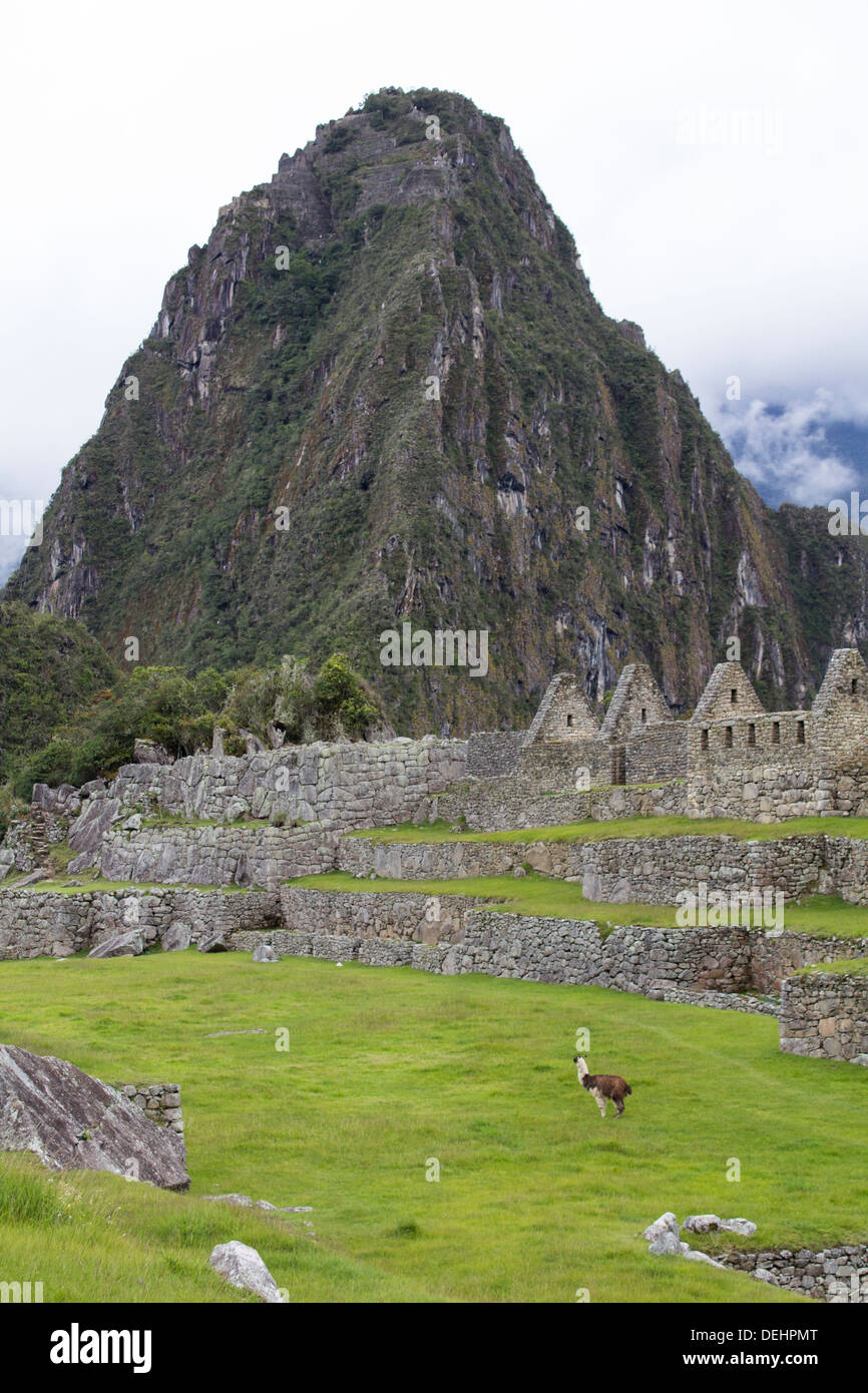 Photo de paysage de ruines Inca de Machu Picchu avec Lama, Pérou Banque D'Images