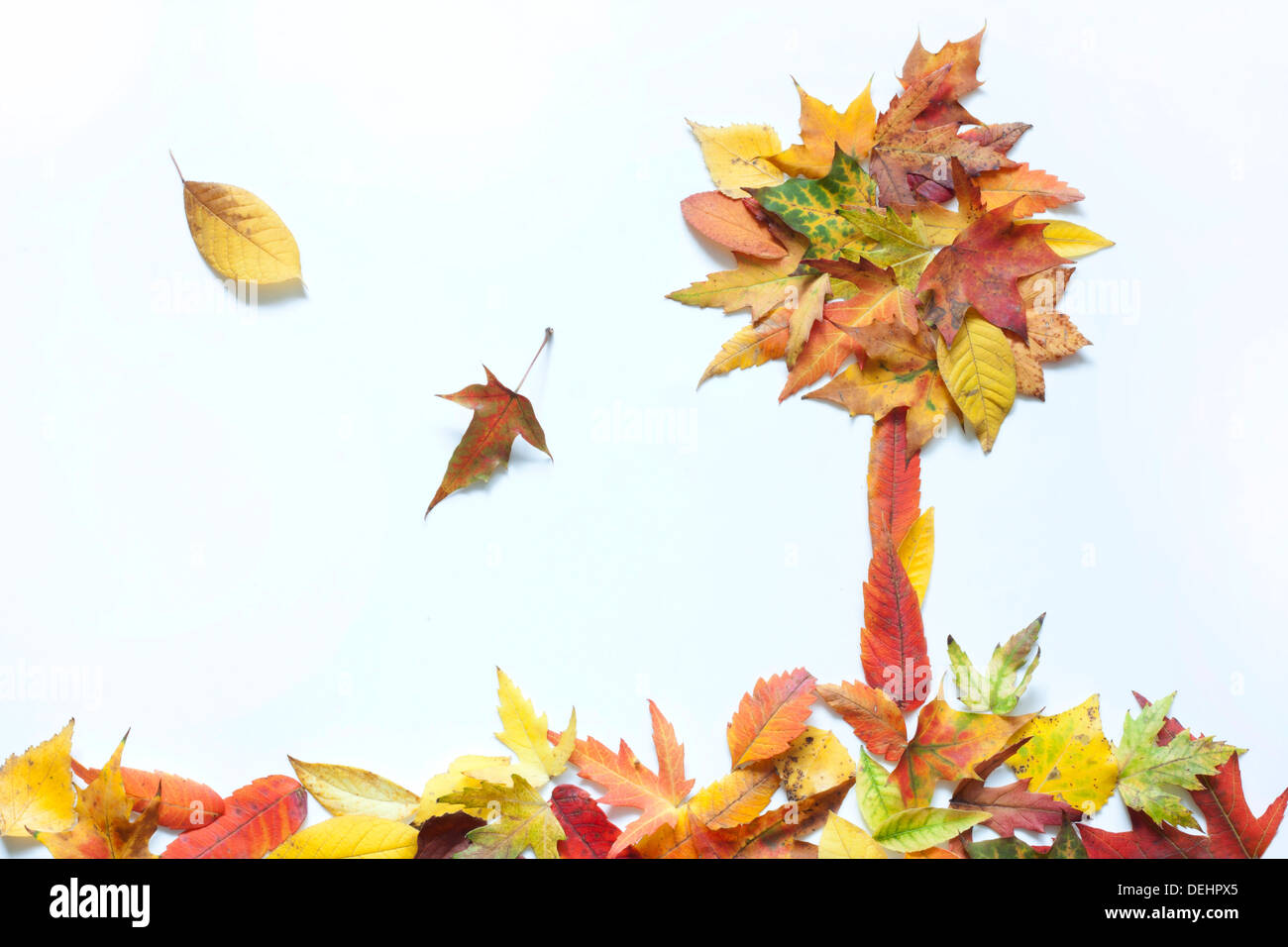 Les feuilles d'automne résumé avec arbre sur fond blanc Banque D'Images