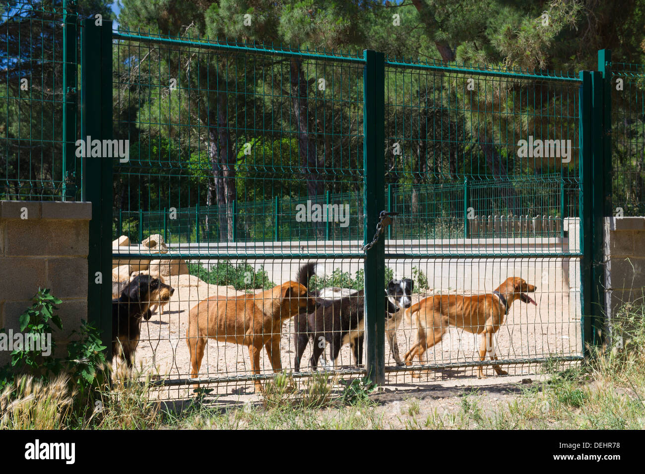 Chiens derrière une clôture abri fermé en espagnol Banque D'Images
