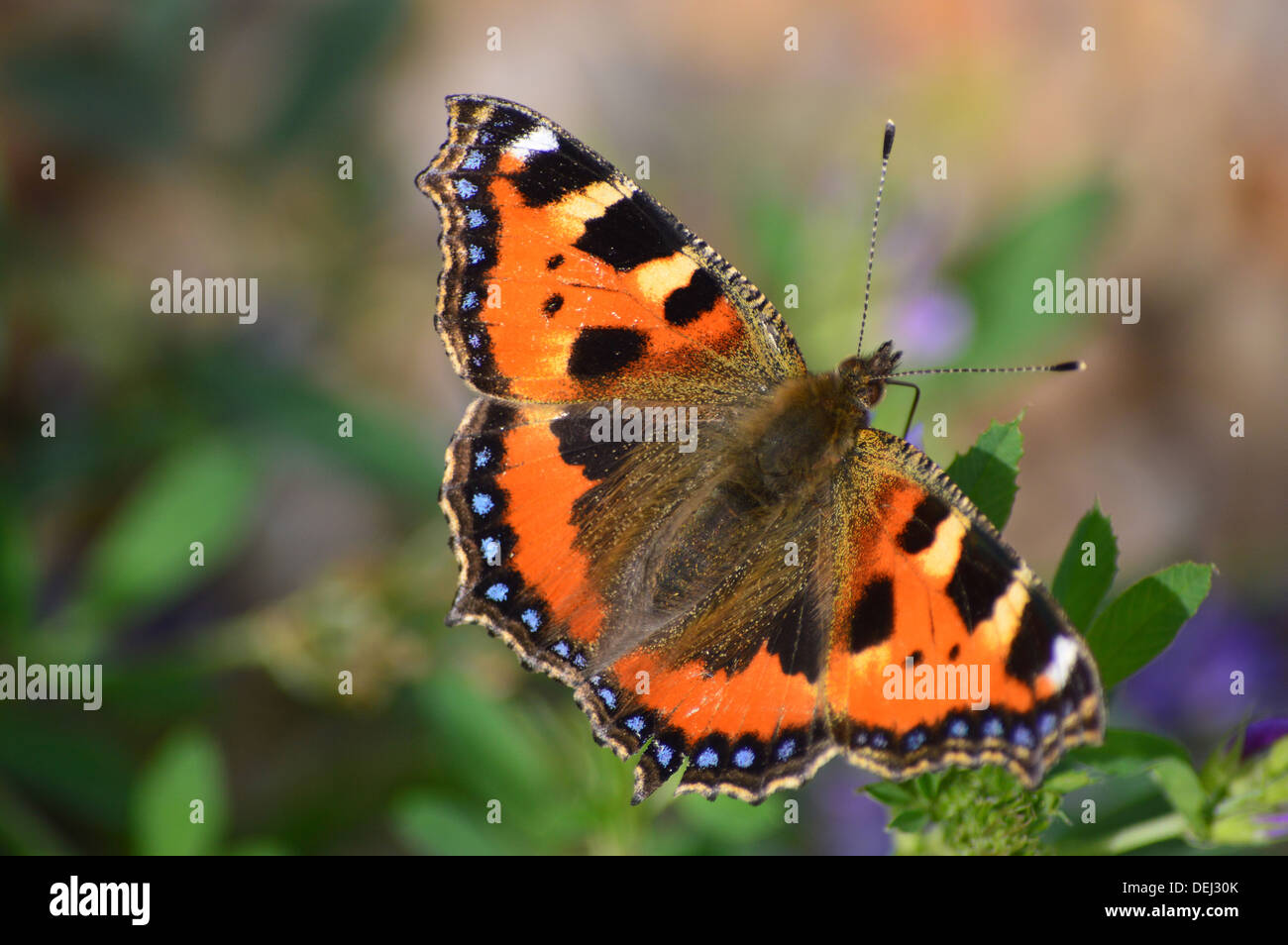 Les petites écailles de papillon, Aglais urticae, prise à Torcross, South Devon, England UK Banque D'Images