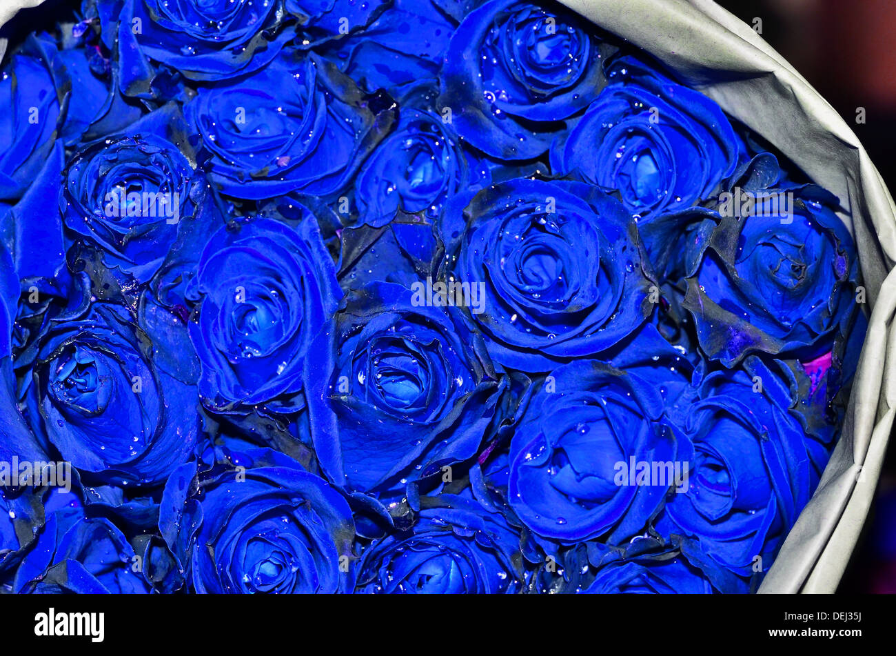 Bouquet de roses bleu Banque D'Images