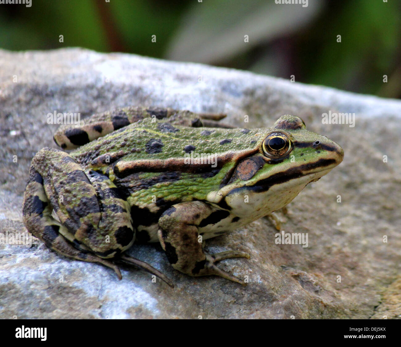 Close-up d'une Grenouille des marais d'Eurasie (Pelophylax ridibundus) posant sur un rocher Banque D'Images