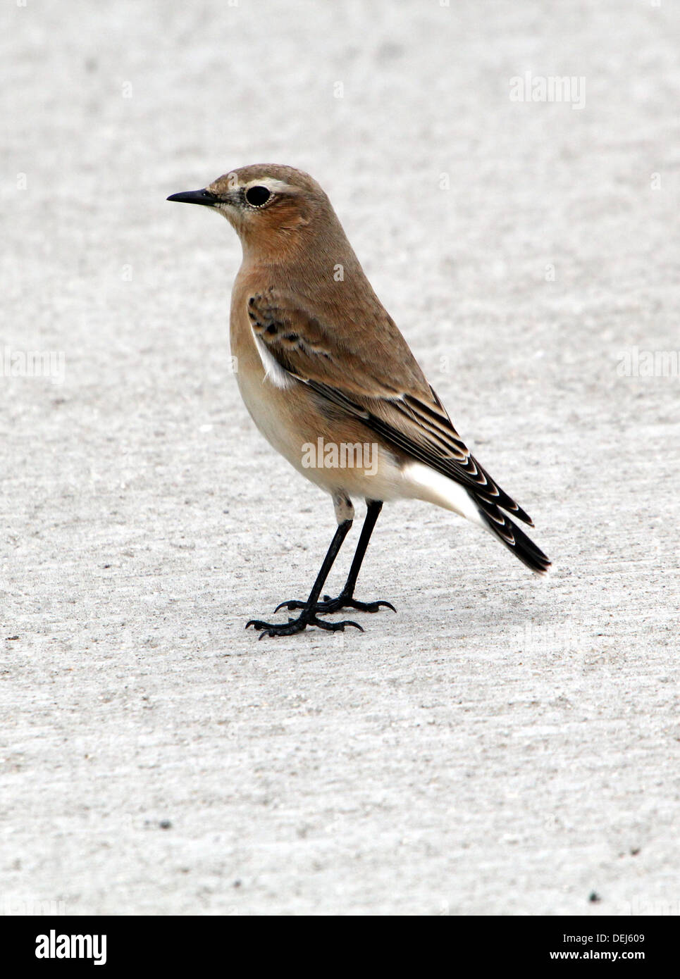 Femme Traquet motteux (Oenanthe oenanthe) posant sur le trottoir Banque D'Images