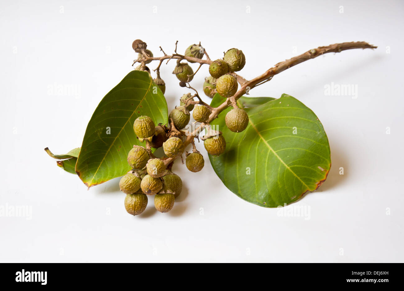 Semences de fleurs crape Queen sur fond blanc Banque D'Images