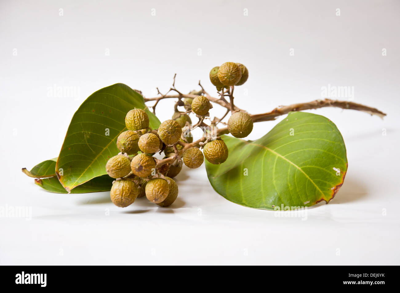Semences de fleurs crape Queen sur fond blanc Banque D'Images