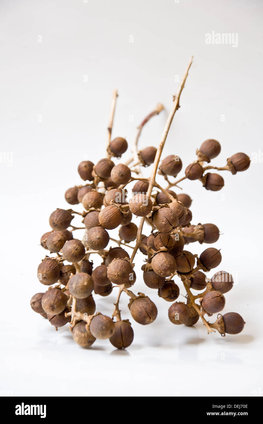 Semences de fleurs crape Queen sur fond blanc Banque D'Images