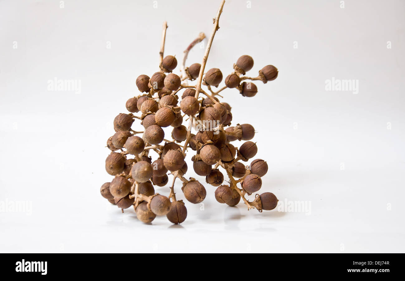 Semences de fleurs crape Queen sur fond blanc Banque D'Images