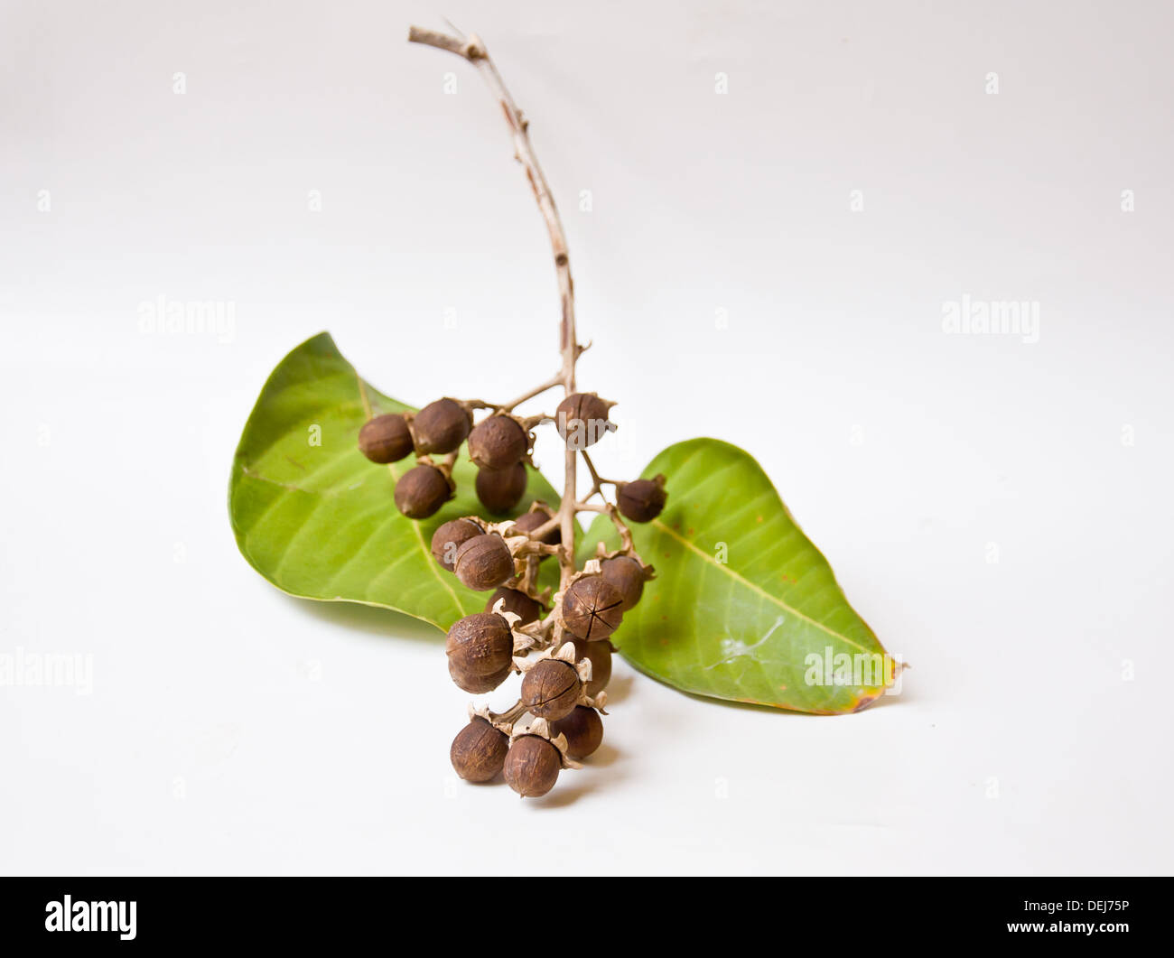 Semences de fleurs crape Queen sur fond blanc Banque D'Images