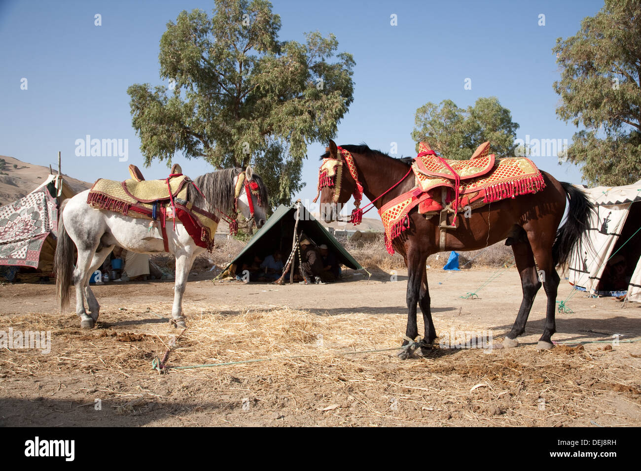 Le stationnement à la fête du cheval Tissa près de Fes, Maroc Banque D'Images