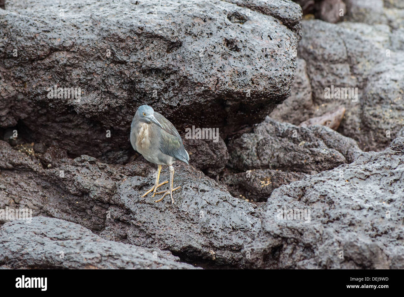 Heron Butorides sundevalli (lave),l'île South Plaza, Galapagos, Equateur Banque D'Images