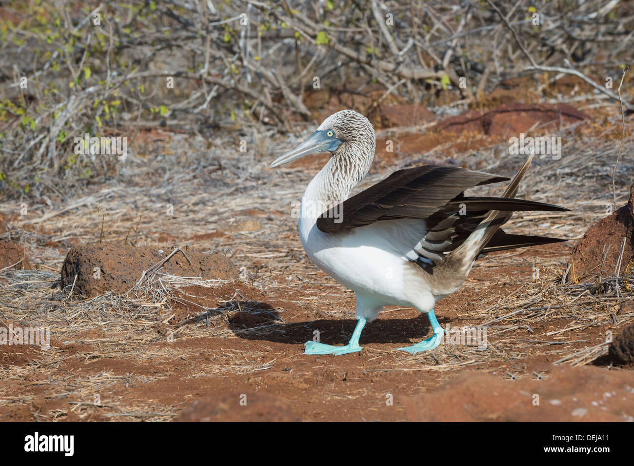Les Galapagos Fou à pieds bleus (Sula nebouxii excisa), l'île de Seymour Nord Galapagos, Equateur, Banque D'Images