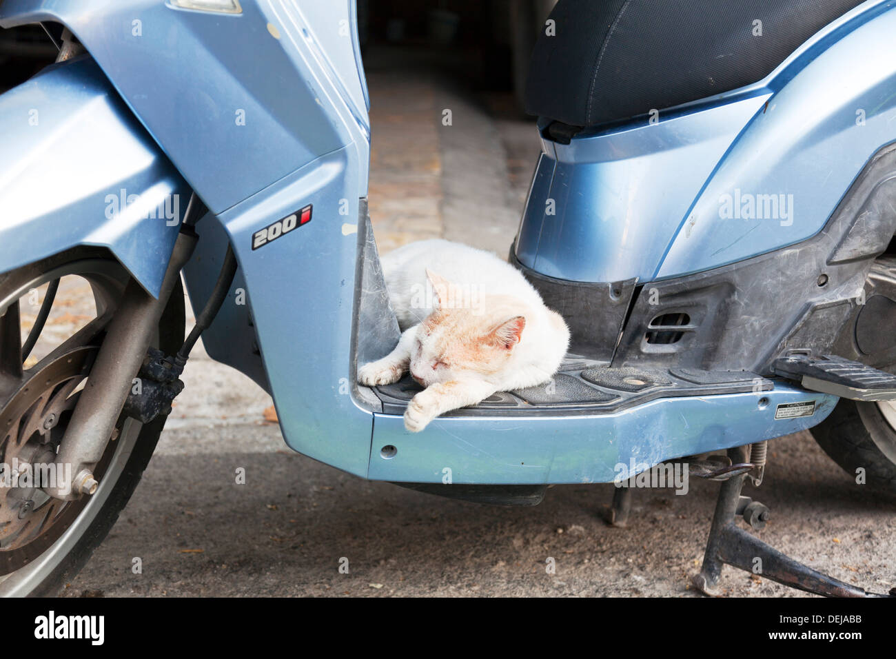 Chat dormant sur un scooter à Lefkas Lefkada île grecque La Grèce Banque D'Images