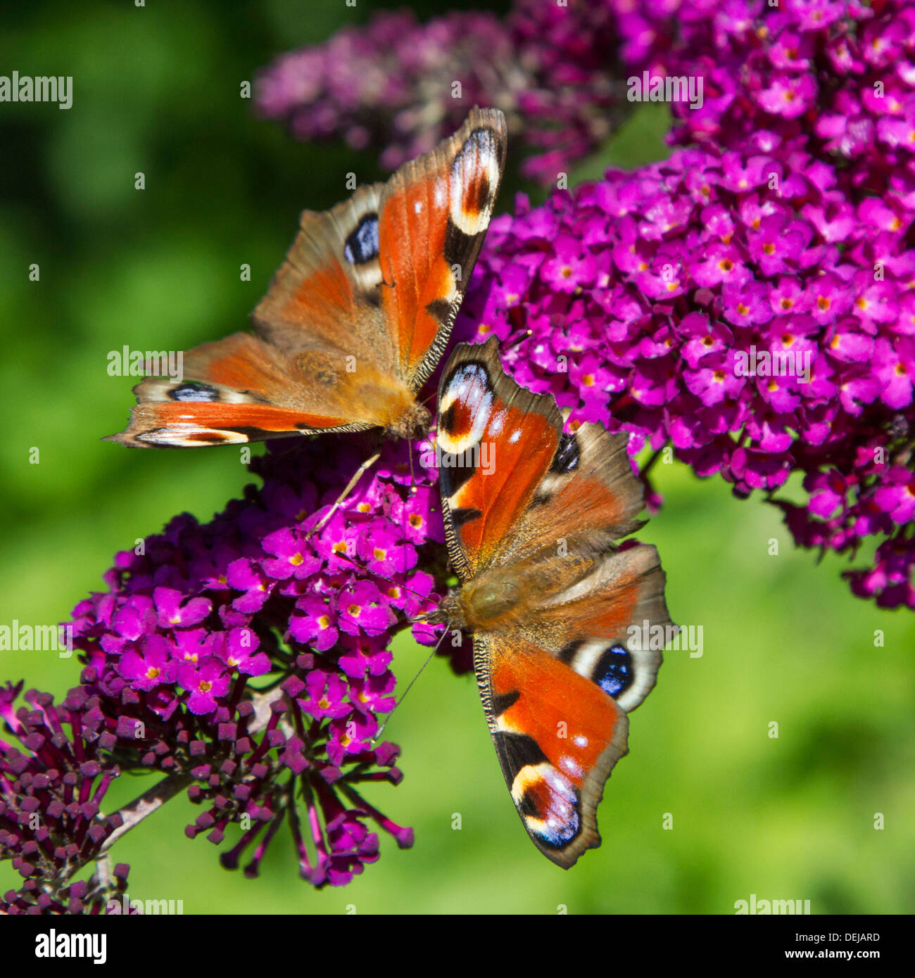 Deux papillons paon (Aglais io / Inachis io) sur fleurs lilas d'été / butterfly Buddleja davidii (-bush) Banque D'Images