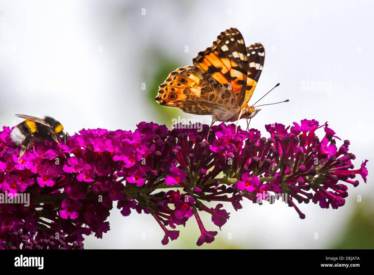 Papillon belle dame (Vanessa cardui) et Buff-tailed / grande terre bourdon (Bombus terrestris) pollinisent les fleurs lilas Banque D'Images