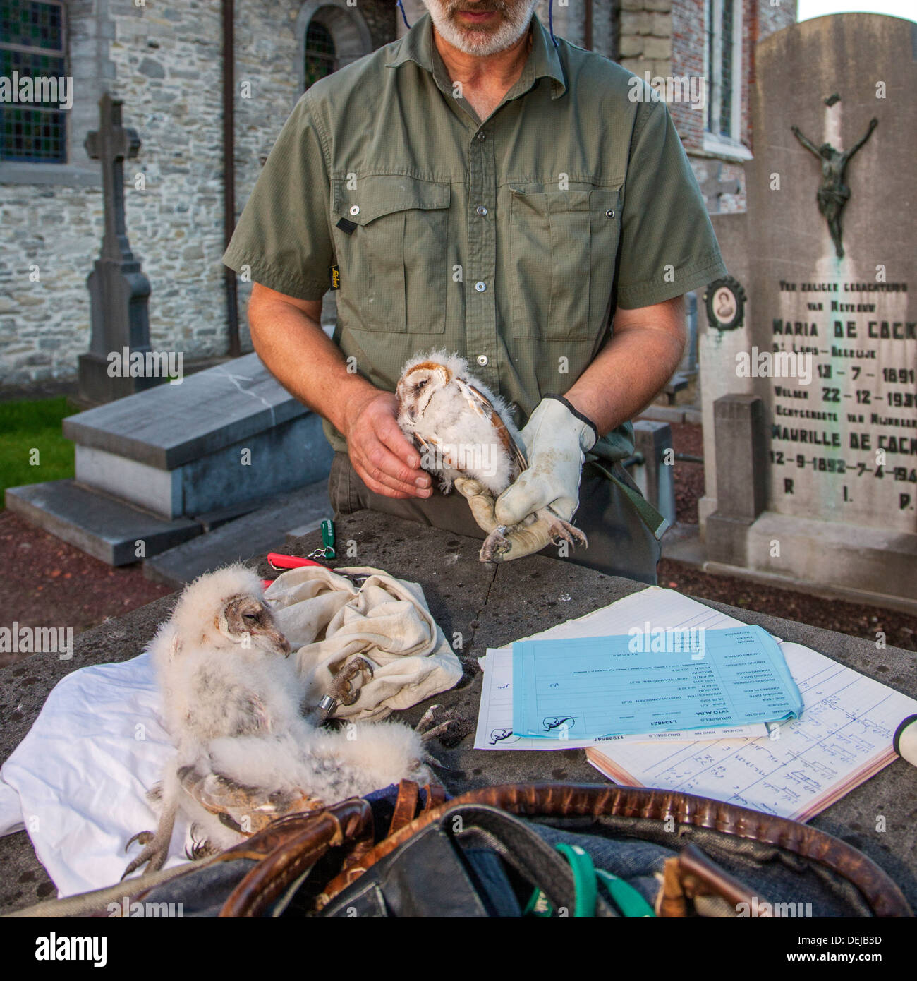 Sonnerie oiseaux avec paire de tenailles en sonnerie Effraie des clochers (Tyto alba) owlets / poussins avec anneaux métalliques jambe à cimetière / cimetière Banque D'Images