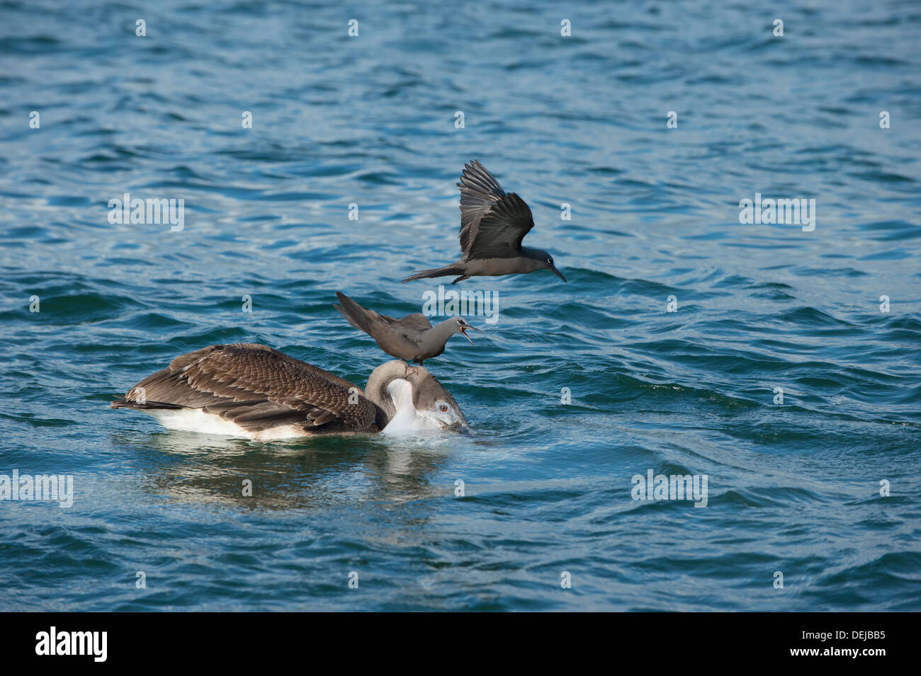 Noddi brun (Anous stolidus galapagensis) assis sur la tête d'un pélican brun (Pelecanus occidentalis urinator) Banque D'Images