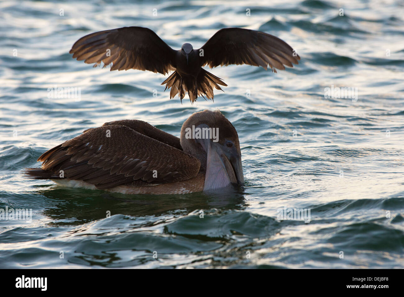 Noddi brun (Anous stolidus galapagensis) assis sur la tête d'un pélican brun (Pelecanus occidentalis urinator) Banque D'Images
