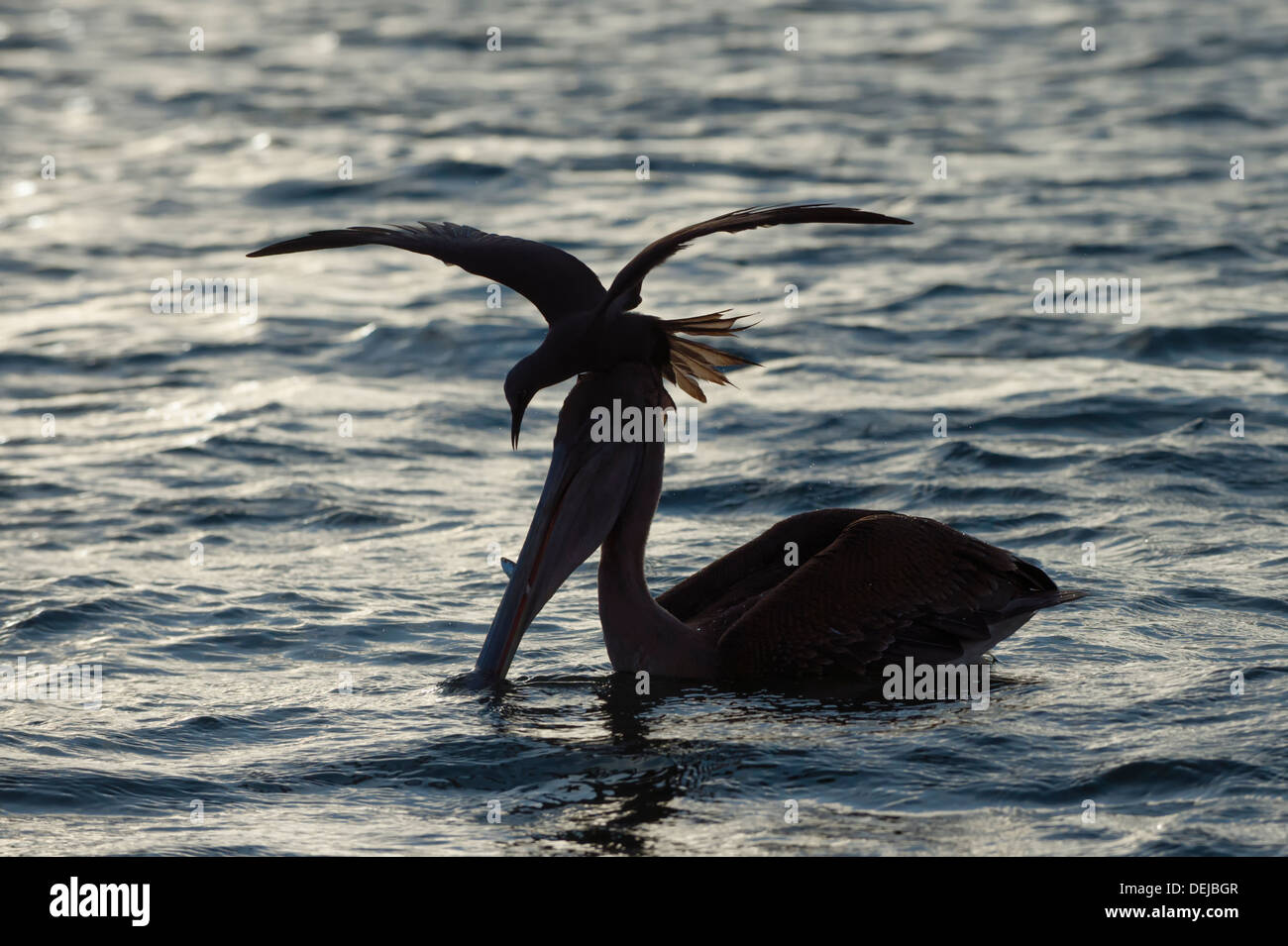 Noddi brun (Anous stolidus galapagensis) assis sur la tête d'un pélican brun (Pelecanus occidentalis urinator) Banque D'Images