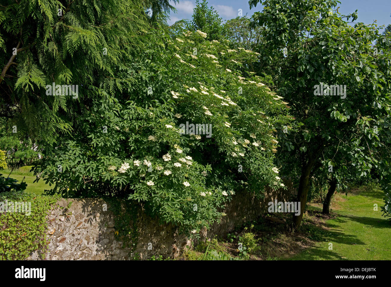 Aîné commun, Sambucus nigra, fleurs blanches sur petit arbre avec des prunes et des conifères le long d'un vieux mur dans un jardin Devon Banque D'Images