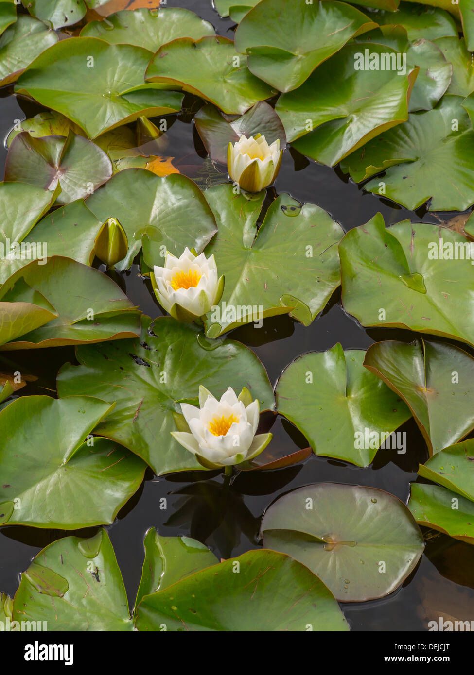 Des nénuphars sur un lac qu'ils sont en fleurs Banque D'Images