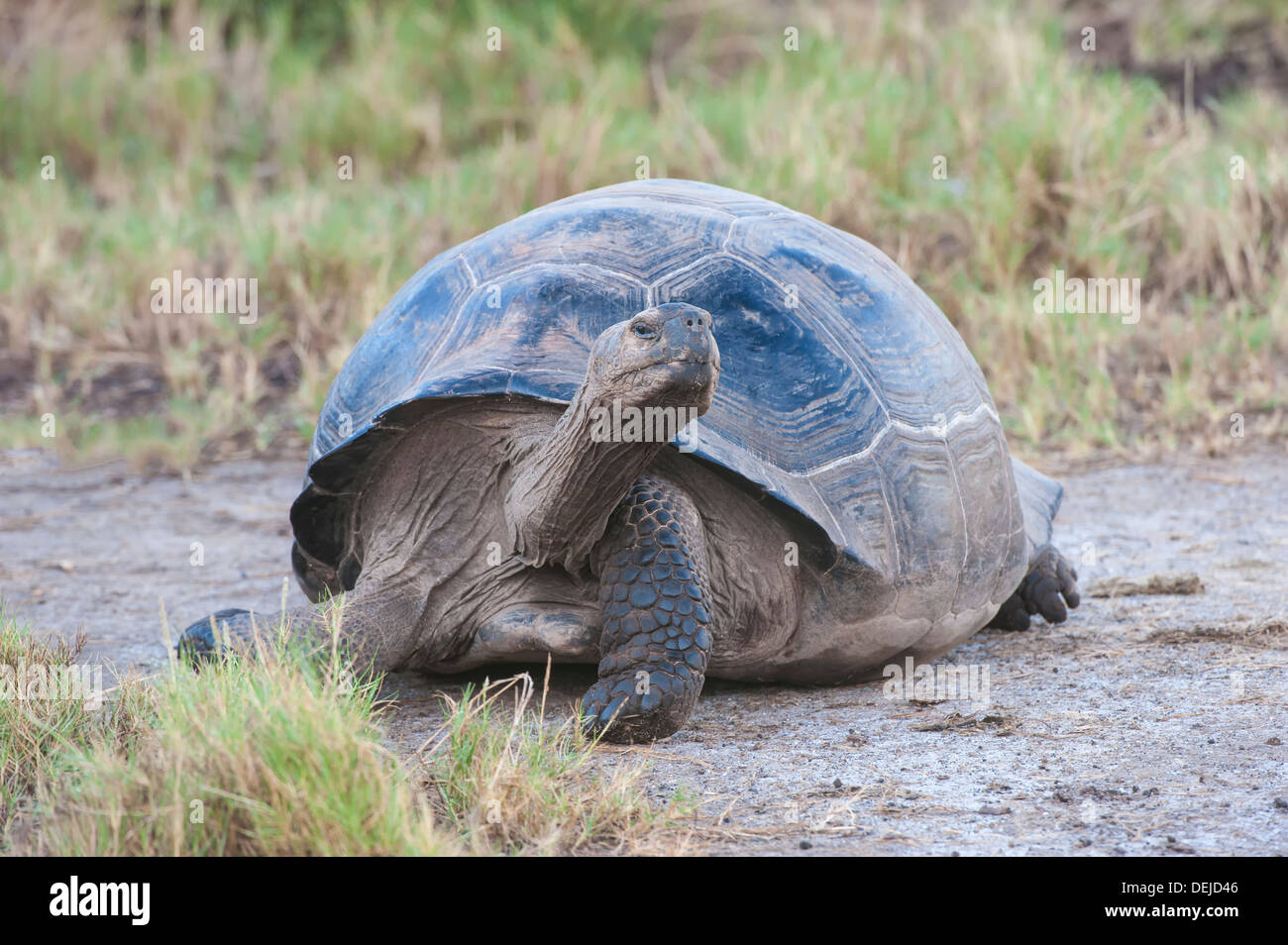 Tortue géante des Galapagos (Geochelone elephantophus vandenburgi), Bahia, l'île Isabela Urvina, Galapagos, Equateur Banque D'Images