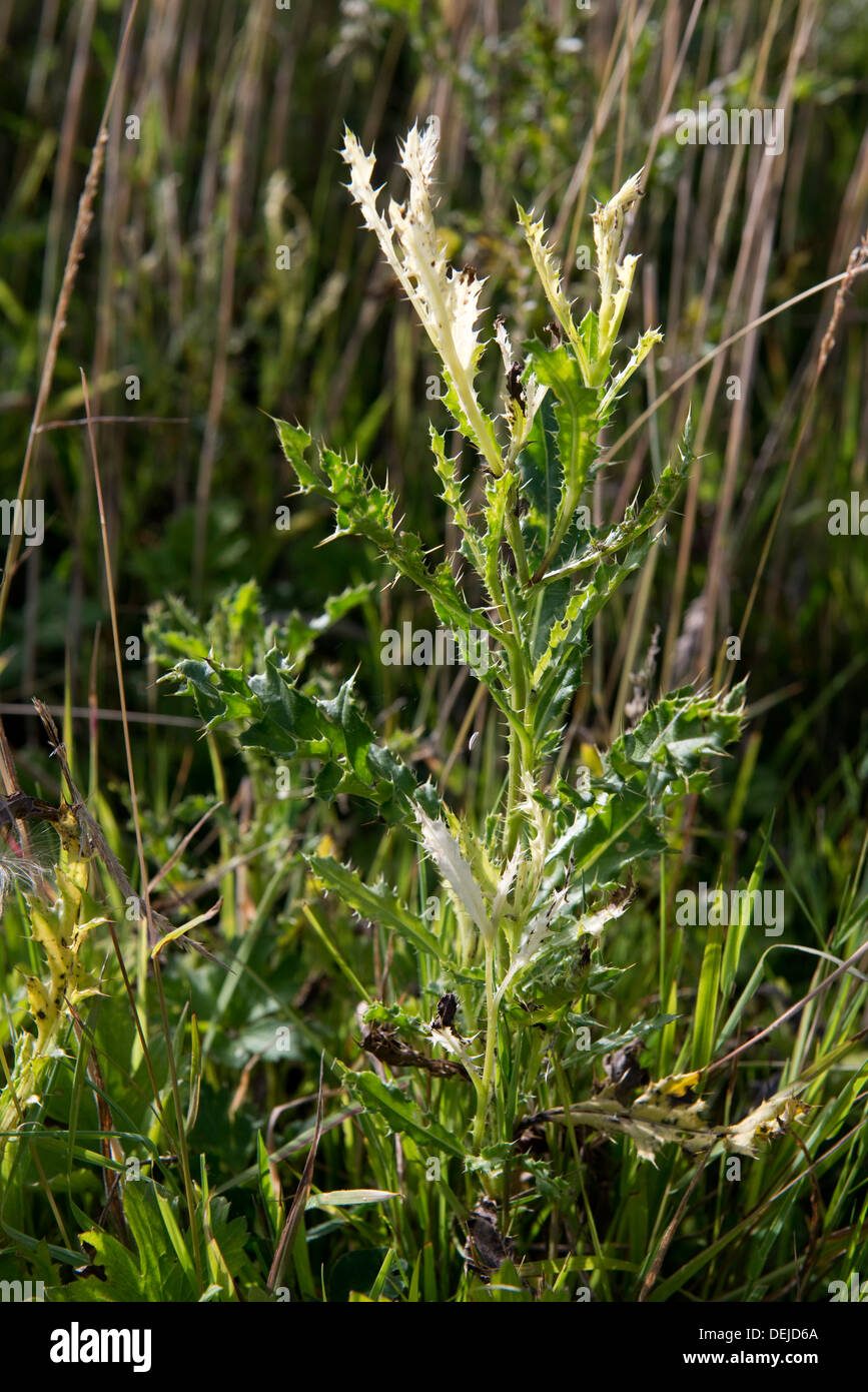 Chardon, Cirsium arvense, feuilles décolorées par Phoma macrostoma avec possibilité d'utiliser comme bioherbicide Banque D'Images
