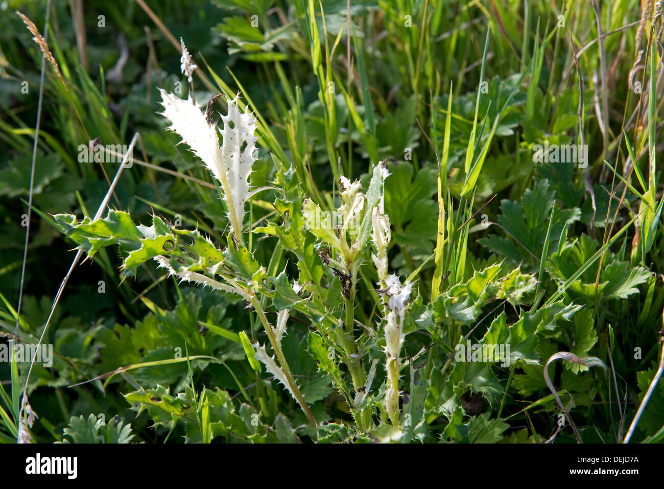 Chardon, Cirsium arvense, feuilles décolorées par Phoma macrostoma avec possibilité d'utiliser comme bioherbicide Banque D'Images
