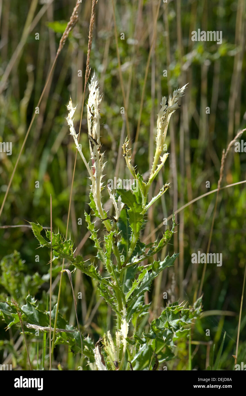 Chardon, Cirsium arvense, feuilles décolorées par Phoma macrostoma avec possibilité d'utiliser comme bioherbicide Banque D'Images