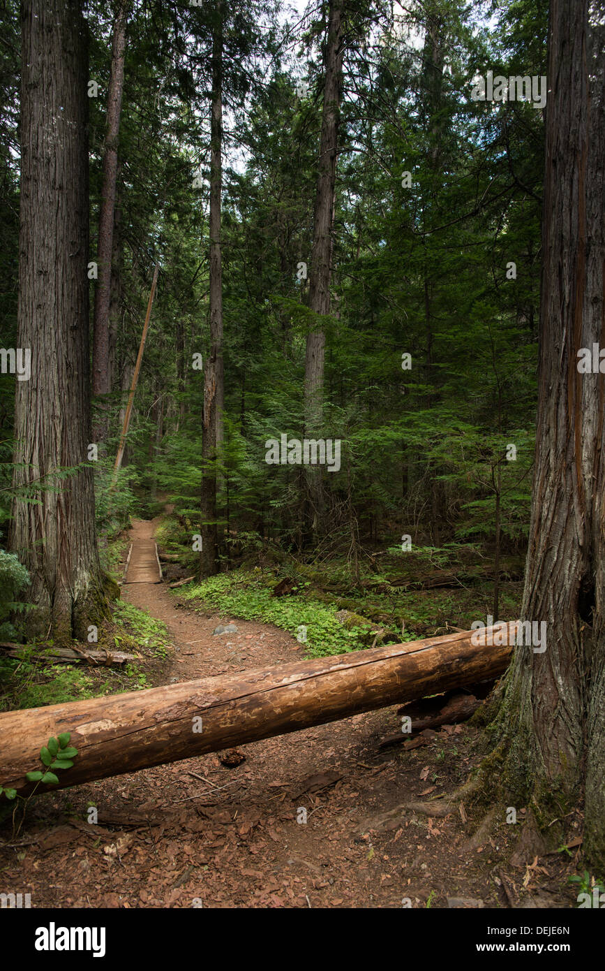Un tronc d'arbre tombé bloque un chemin à travers une forêt dense. Banque D'Images