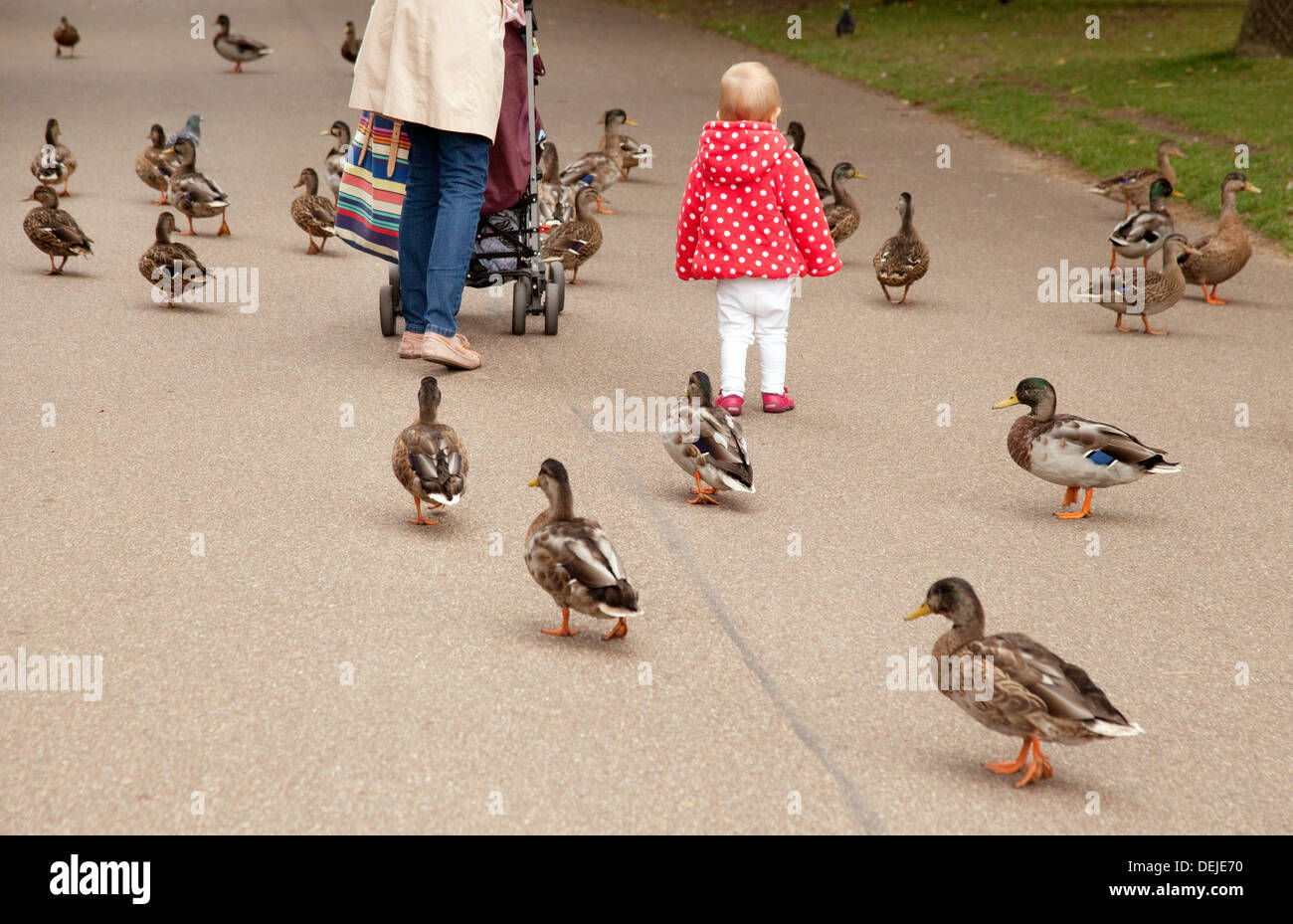 La mère et l'enfant âgé de 2 ans promenade dans le parc avec les canards, les jardins de l'abbaye de Bury St Edmunds, Suffolk, UK Banque D'Images