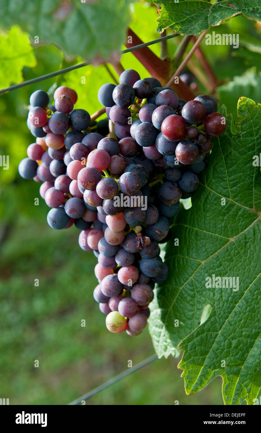 Red grapes growing sur vigne vignoble, Essex, Angleterre Banque D'Images