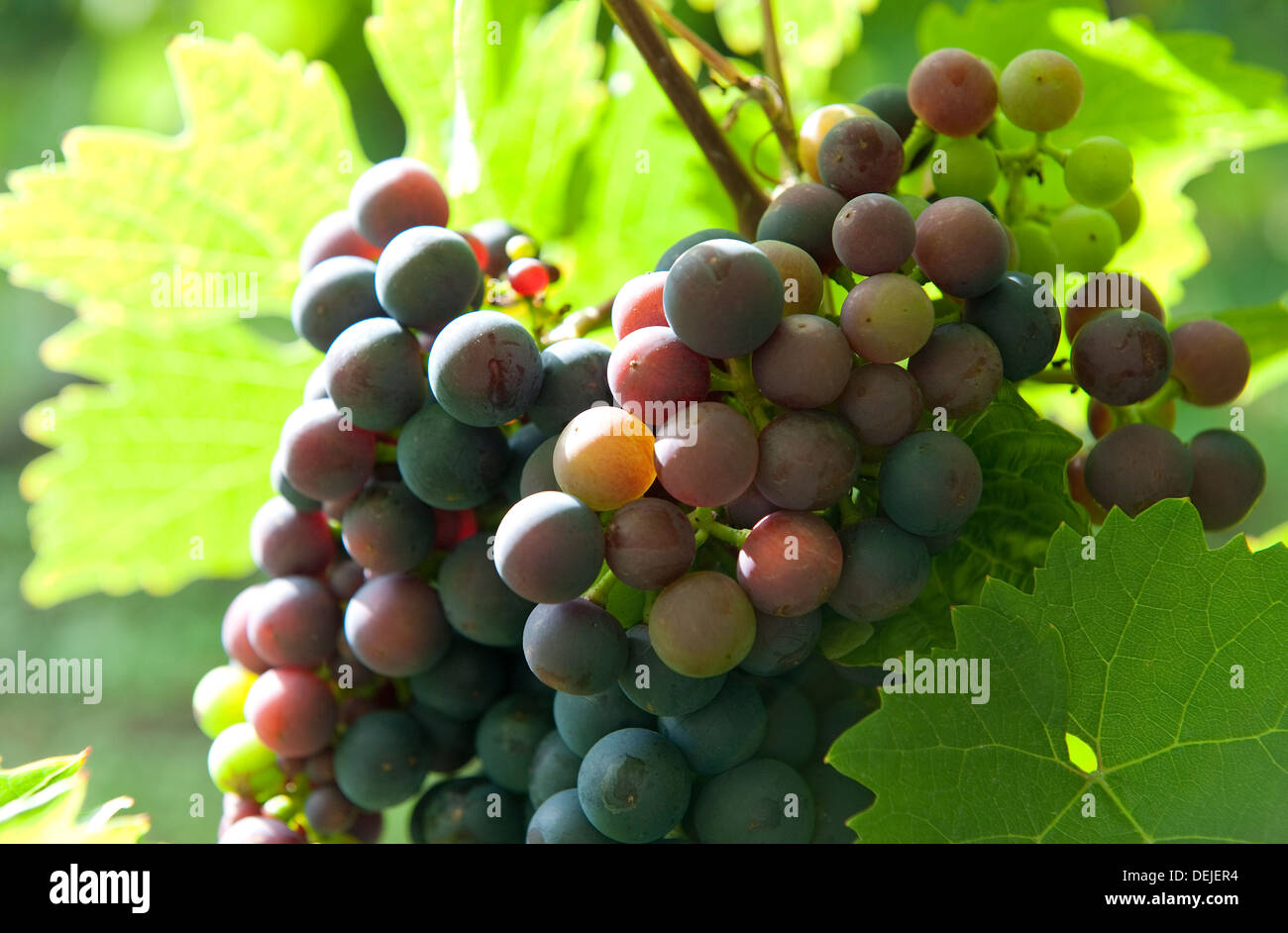 Red grapes growing sur vigne vignoble, Essex, Angleterre Banque D'Images
