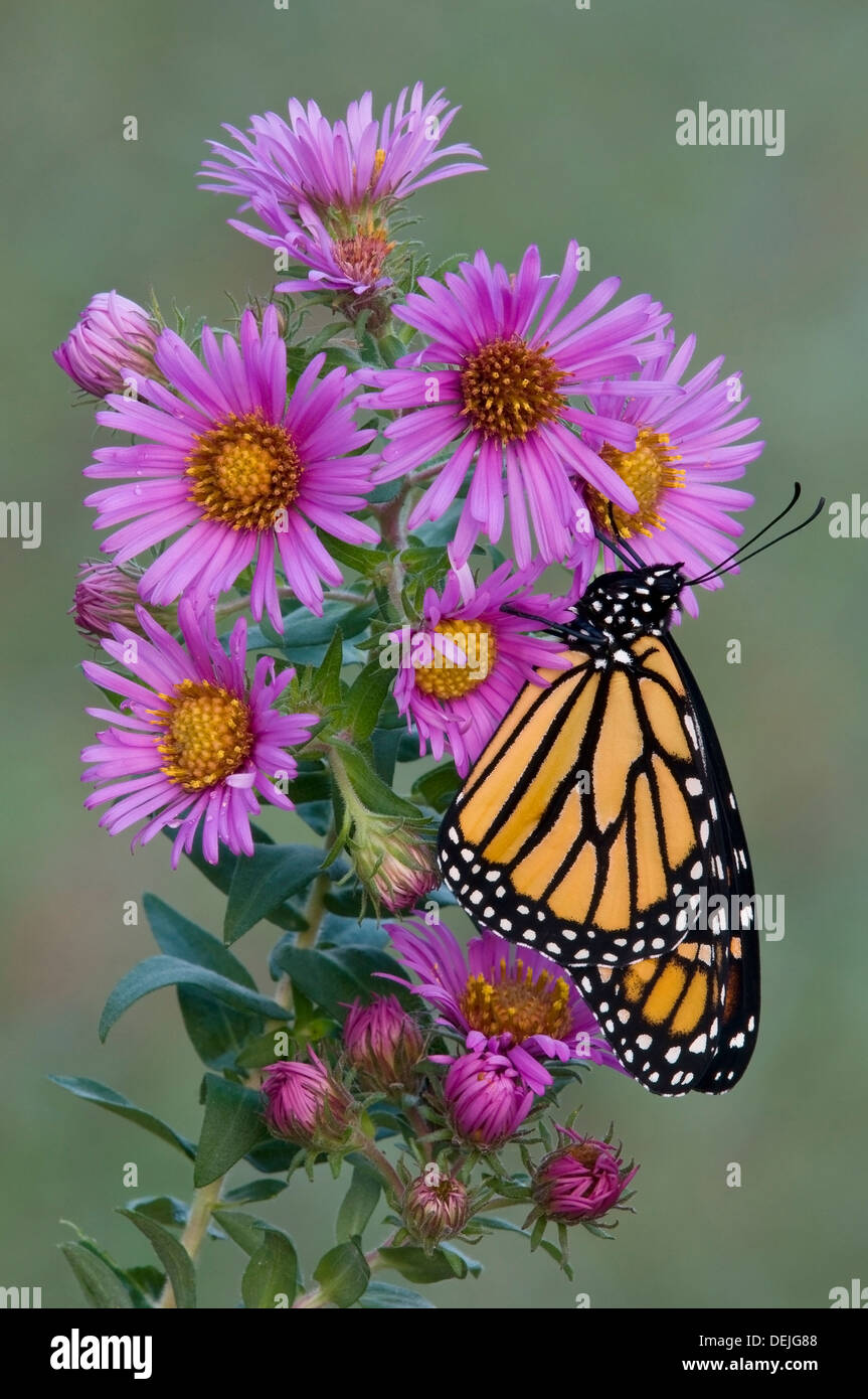 Papillon monarque danaus plexippus nectar alimentation tricheuse New England Aster Symphyotrichum novae-angliae E USA Banque D'Images