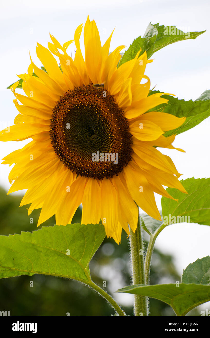 HELIANTHUS ANNUUS UNIQUE GÉANT Banque D'Images