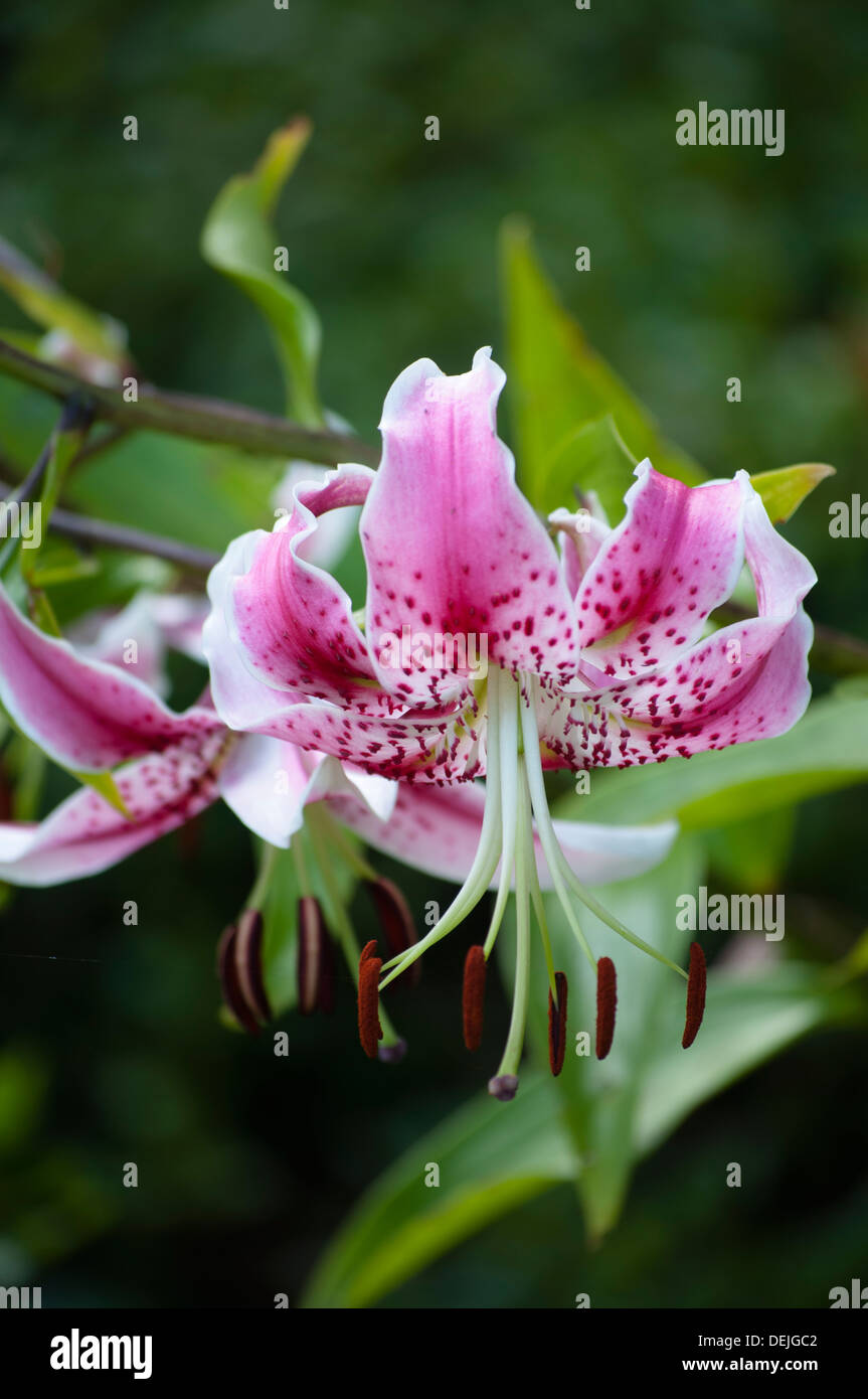 LILIUM SPECIOSUM RUBRUM VAR Banque D'Images