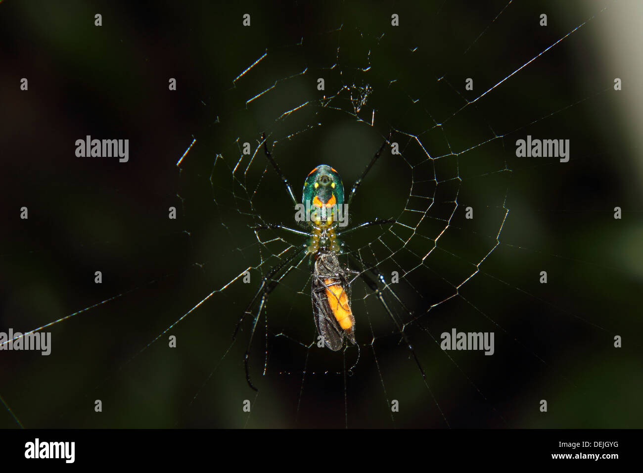 Un verger et capture spider rss sur un insecte. Banque D'Images