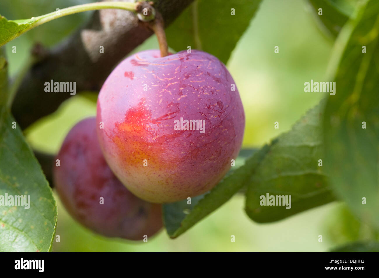 Prunus domestica. 'Prune' teinte pousse dans un verger anglais. Banque D'Images