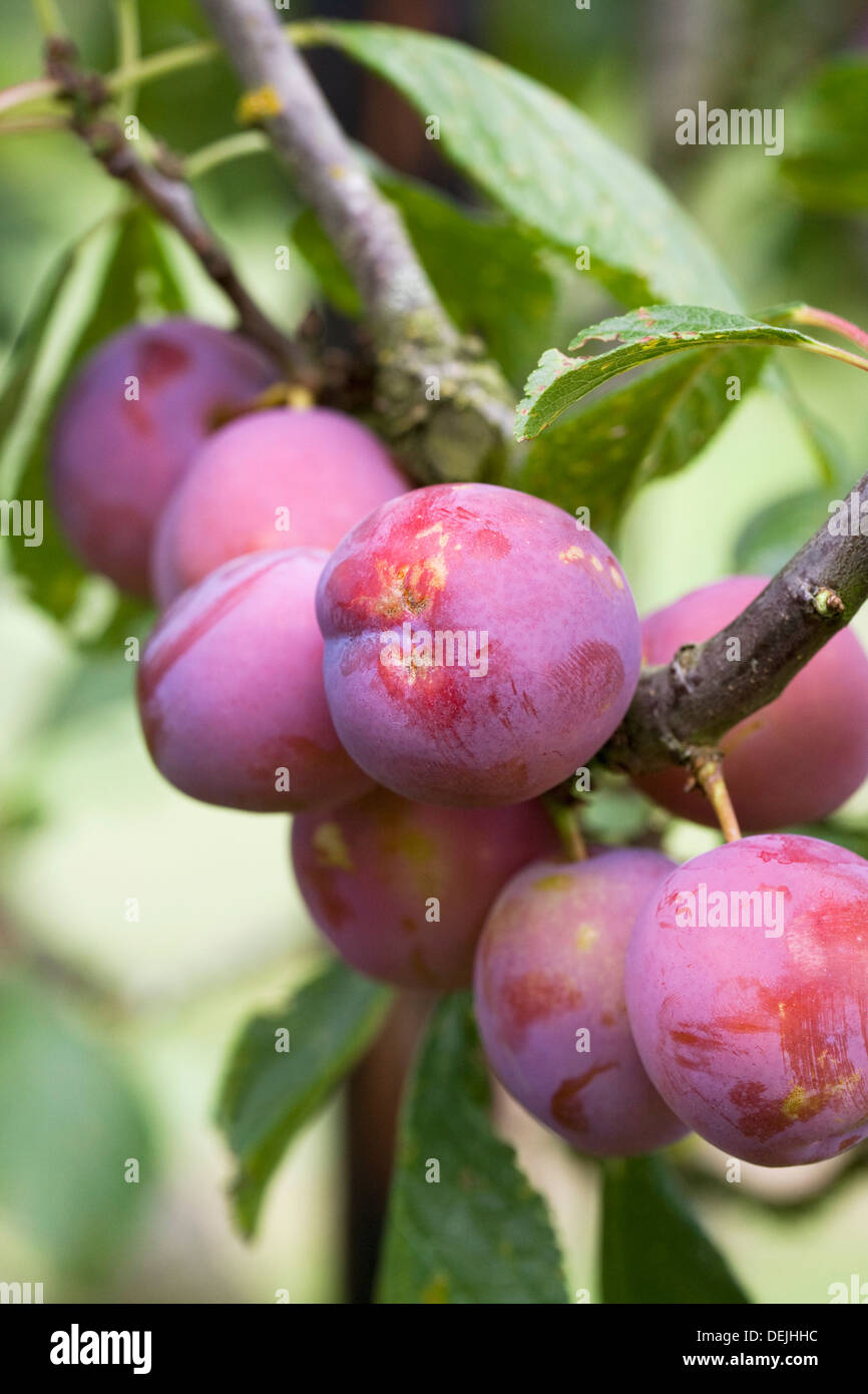 Prunus domestica. Prune 'Swan' croissant dans un verger. Banque D'Images