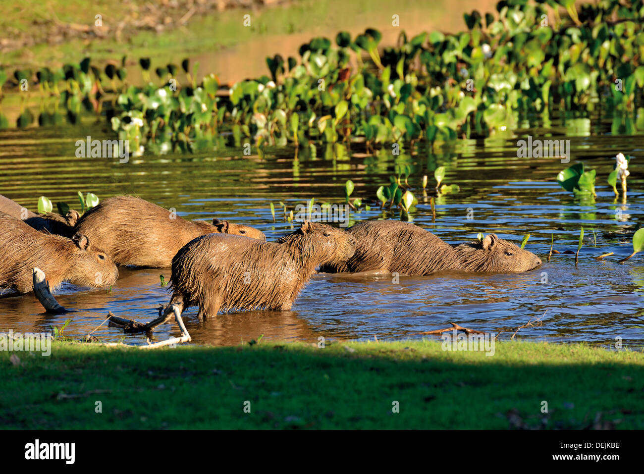 Brésil, Pantanal : Famille de capybaras (Hydrochoerus hydrochaeris) entrant dans l'eau Banque D'Images