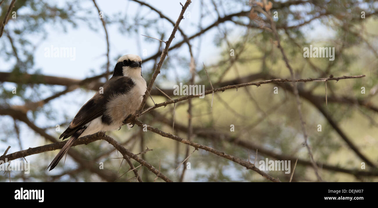 Northern white couronné migratrice dans Parc national de Tarangire, en Tanzanie. Banque D'Images